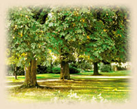 Ein Teil unserer Parkanlage